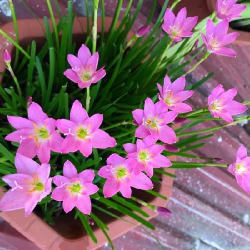 Củ hoa huệ mưa hồng tóc tiên