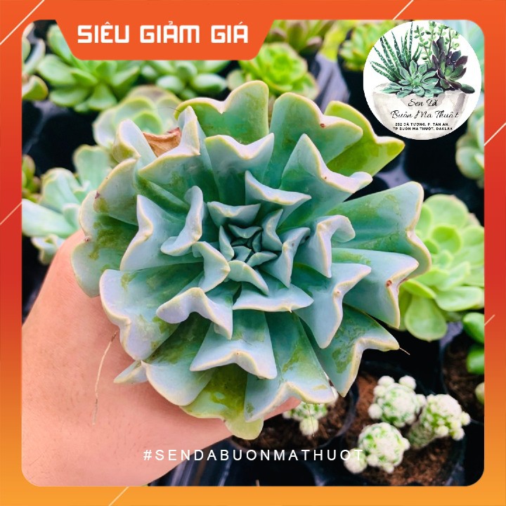 SEN ĐÁ HOA CÚC 🧚[SIÊU ĐẸP]🧚 - SEN ĐÁ BUÔN MA THUỘT