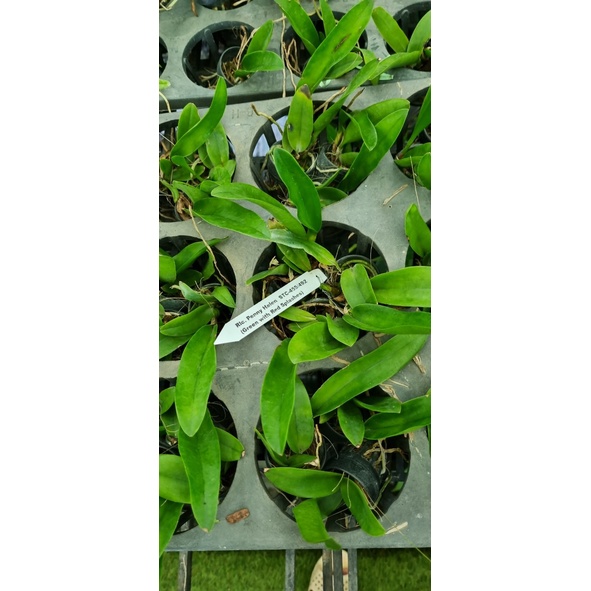 HOA LAN CATT SCT 536 CÂY GIỐNG