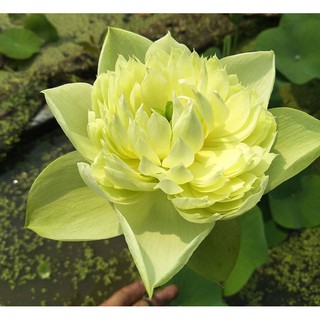 Trồng sen thái Gold Apple bằng củ cực dễ