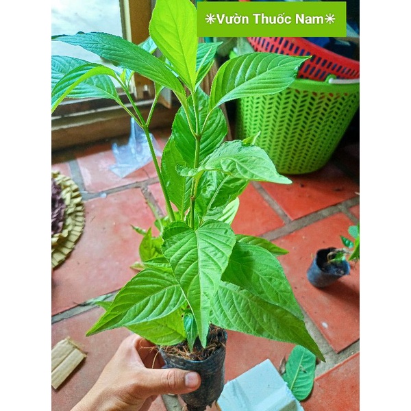 Bầu giống cây lá cẩm tím thái như hình cây khoẻ dễ trồng