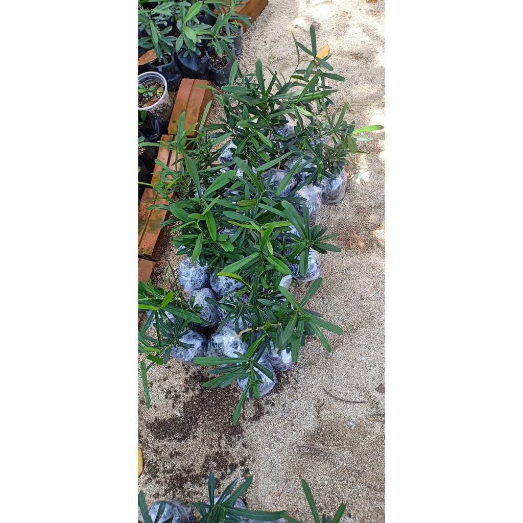 Cây giống Xáo Tam Phân khánh Hòa