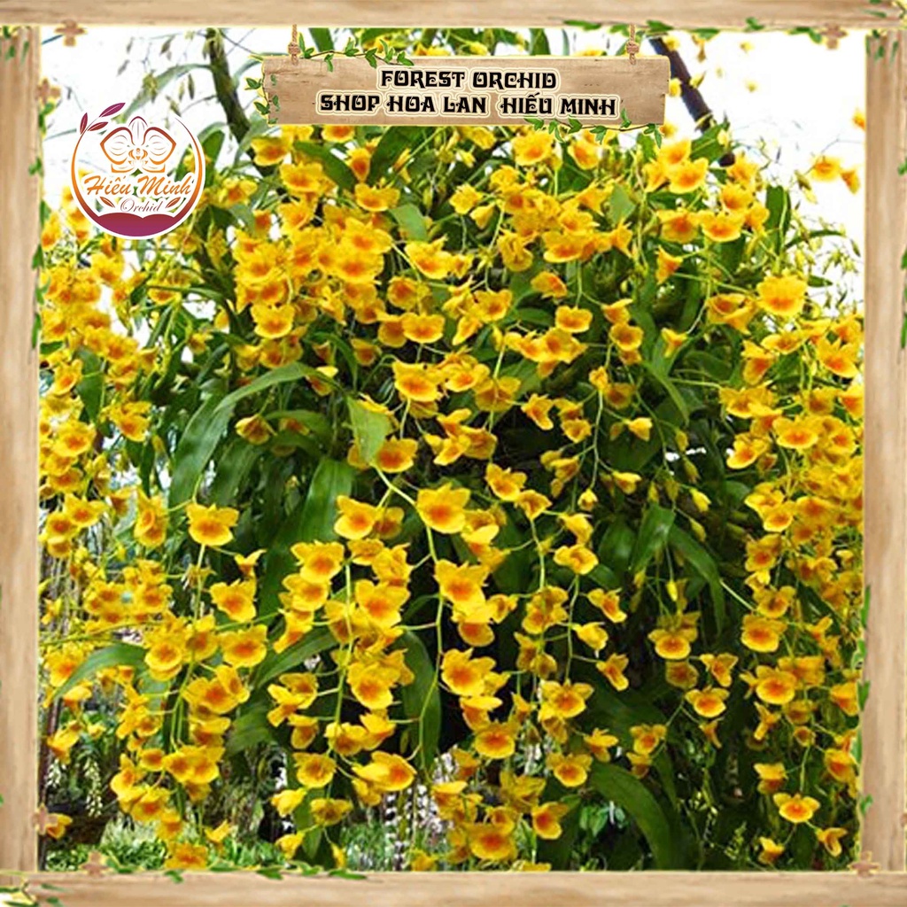 Hoa Lan đột biến Kim Điệp Xuân, Phong lan rừng Tây Bắc, Lào, Cây Giống Giá Rẻ, Địa, Hồ Điệp Đẹp