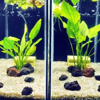 1 NGỌN LAN NƯỚC CÂY THỦY SINH BÁCH DIỆP THẢO - DỄ TRỒNG KHÔNG CẦN CO2