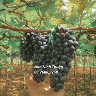 Cây nho Ninh Thuận ghép 2 tháng