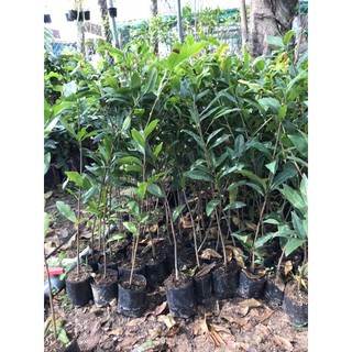 Cây mai con quấn rễ có bầu đất