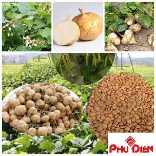 Gói 20 hạt giống củ đậu phú điền