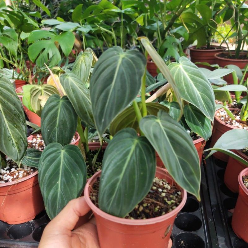 Chậu cây trầu bà Philodendron Melano