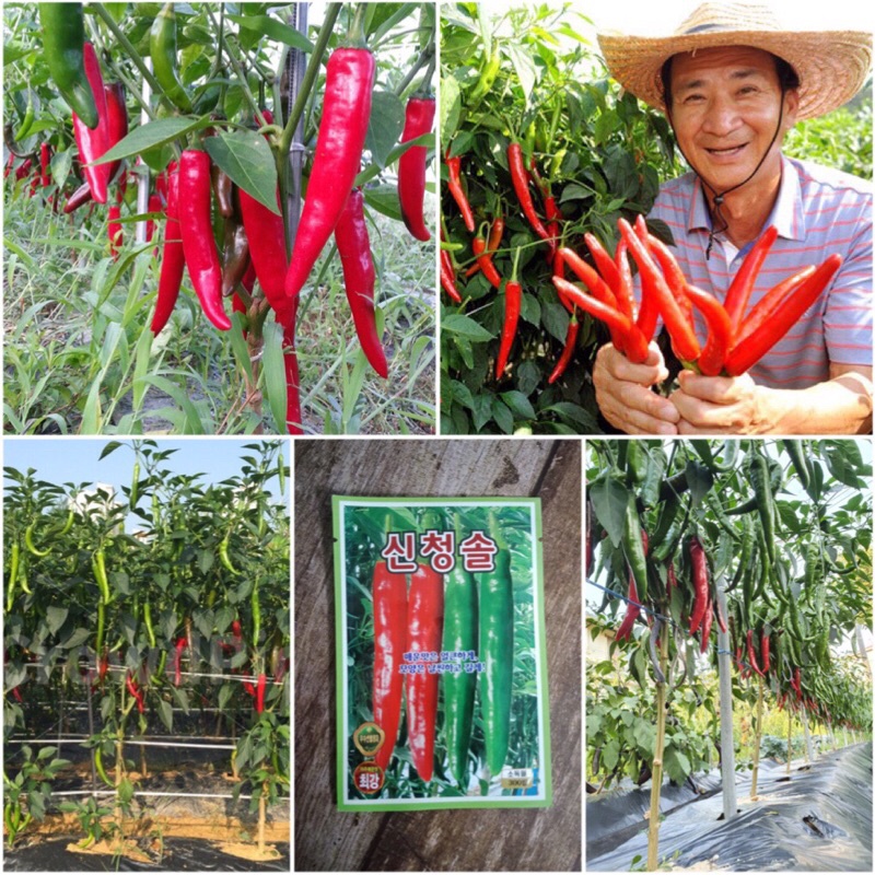 Hạt giống ớt cay Shinchung Hàn Quốc F1