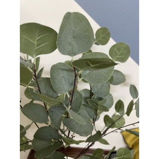 Combo cây bạch đàn kèm chậu