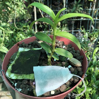 [1kg] phân trùn quế cao cấp vermis