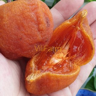 🍑🍑HỒNG TRỨNG LỚN KHÔNG HẠT SẤY GIÓ