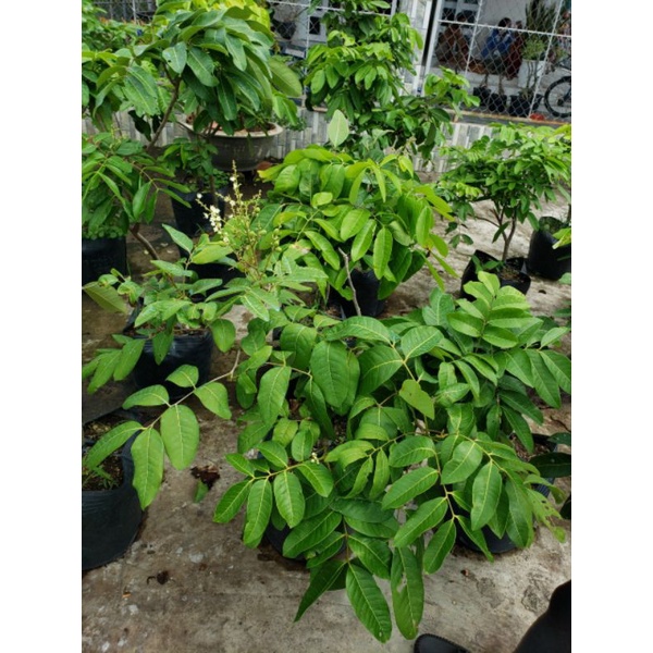 Nhãn long đang trái