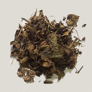 Cây sói rừng