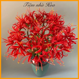 Hoa bỉ ngạn đẹp dùng để trang trí, tạo điểm nhấn cho căn phòng