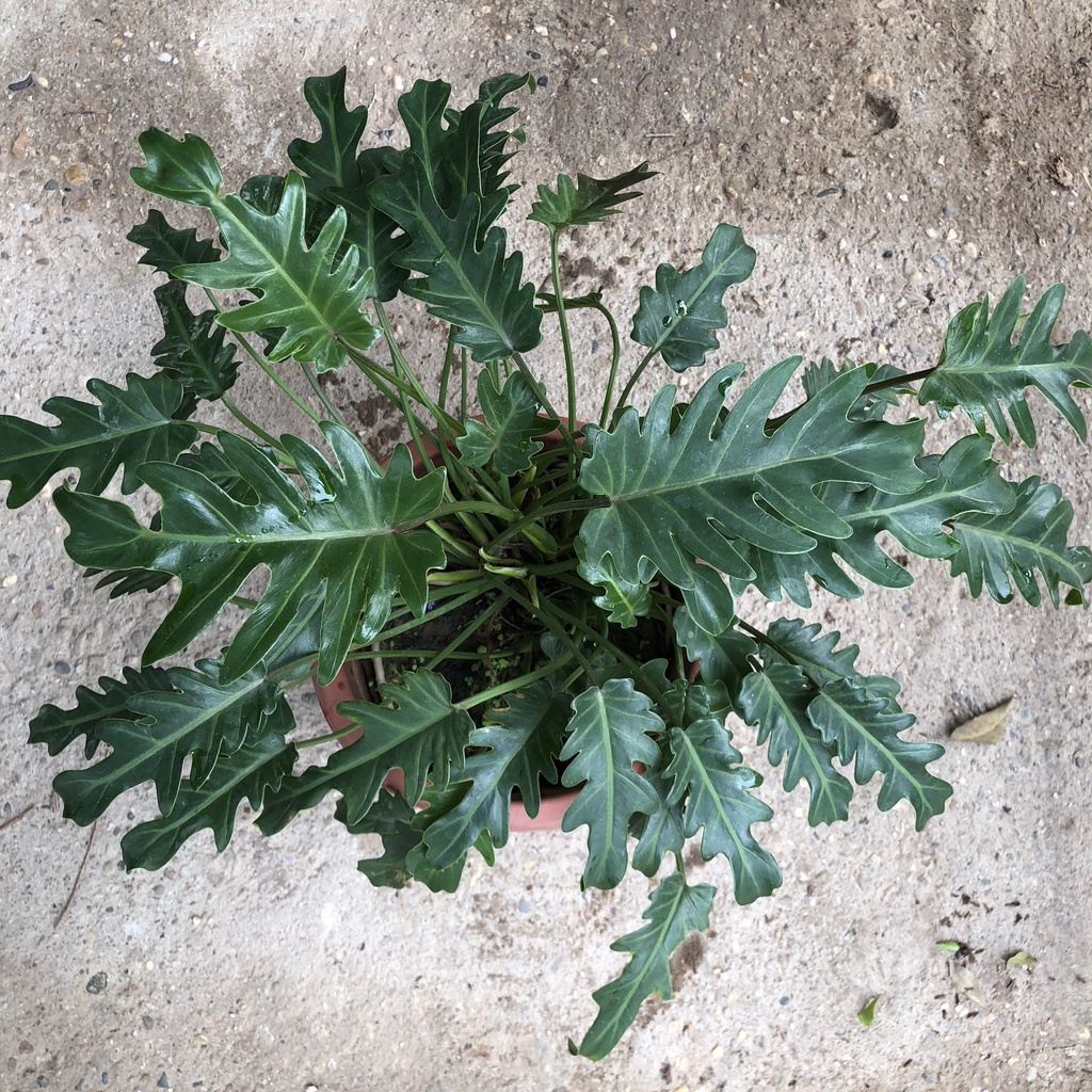 Trầu bà lá xẻ - trầu bà chân vịt cao 30cm tươi tốt quanh năm trang trí nội thất văn phòng