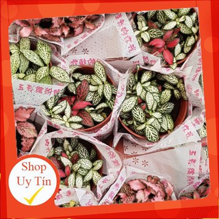 cây Cẩm nhung mix màu🍏 |FREESHIP| 🔥 XỨ NÓNG, ĐÃ THUẦN KHÍ HẬU, KHOẺ ĐẸP 🍏 LỖI 1 ĐỔI 1