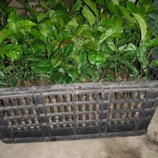 COMBO 5 CÂY XẠ ĐEN TẶNG KÈM 1 CÂY