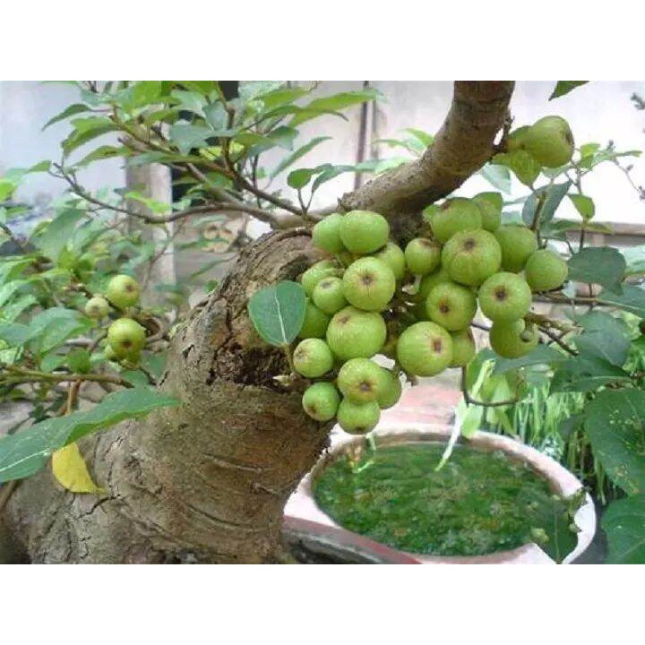500 gam thân lá Sung tươi, đóng gói hút ẩm, đảm bảo tươi nguyên