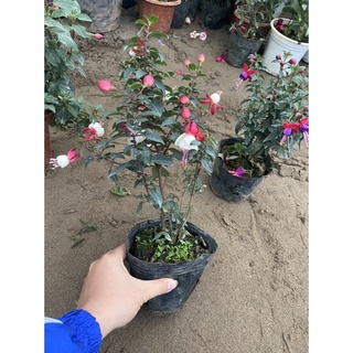Cây hoa lồng đèn sẵn hoa