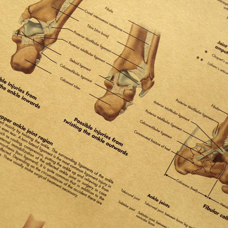 Tranh dán tường bằng vải bố hình giải phẫu bàn chân dành cho lớp y học/văn phòng bác sĩ