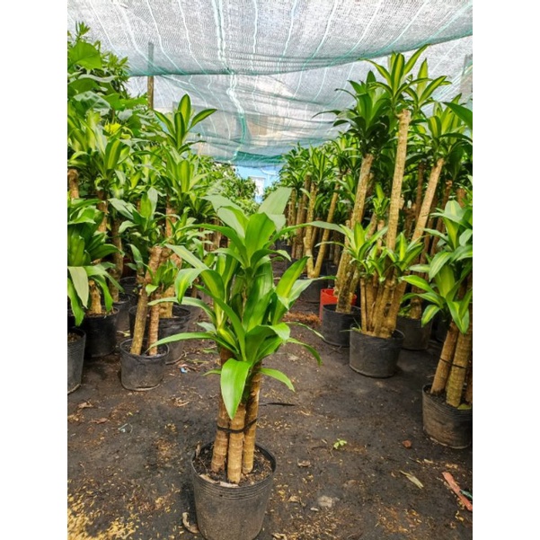Phát tài khúc-thiết mộc lan