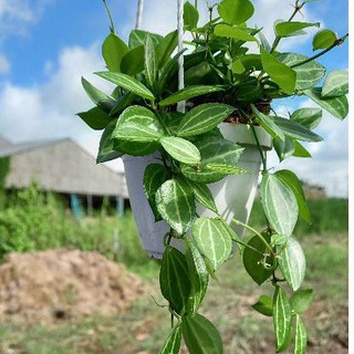 Cây lan đồng tiền