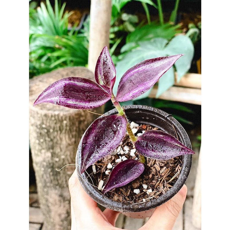 Cây giống Tradescantia zebrina Deep Purple  chậu nhựa 8cm