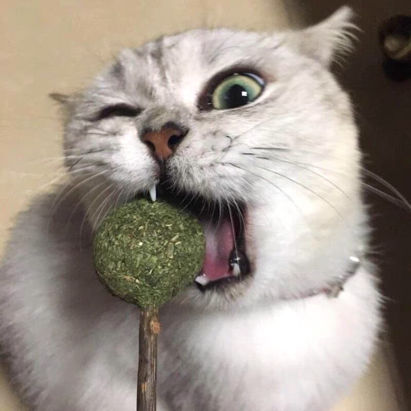 Que Catnip Cỏ Mèo Khô Hình Ngẫu Nhiên