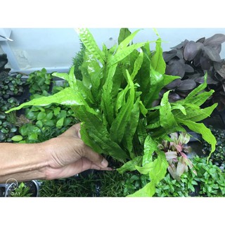 Cây thủy sinh Dương Xỉ Java (Microsorum java)