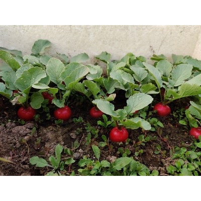 Shop 1K - Hạt Giống Củ Cải Đỏ Cherry Mini F1 chịu nhiệt