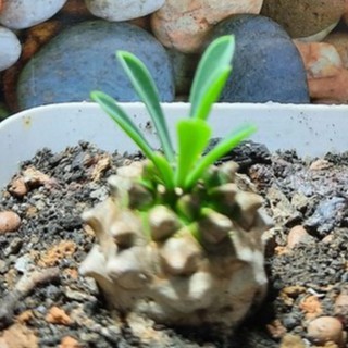 Euphorbia bupleurifolia x susannae ( 1.5cm - 2cm )_( Vườn xương rồng EXOTICACTUS )