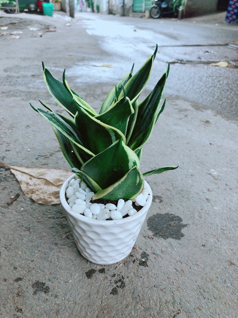 Chậu Lưỡi Hổ Thái Búp Sen