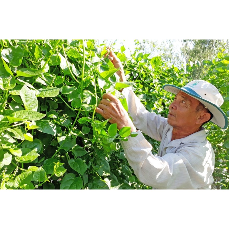 50 hạt - Hạt giống rau mồng tơi xanh CAO SẢN LÁ TO