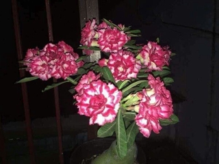2 cây  Giống sứ thái