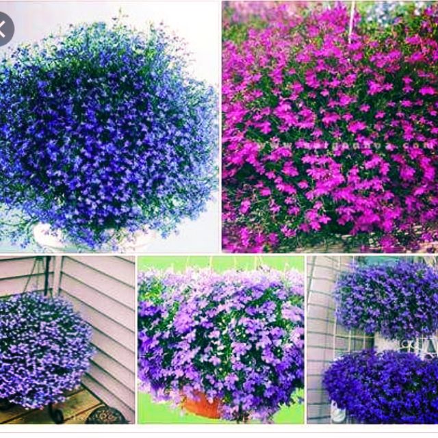 Gói 50 Hạt giống cúc lobelia