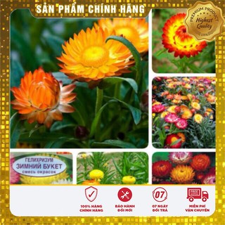 HẠT GIỐNG HOA CÚC BẤT TỬ NHIỀU MÀU