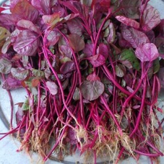 Hạt giống rau dền