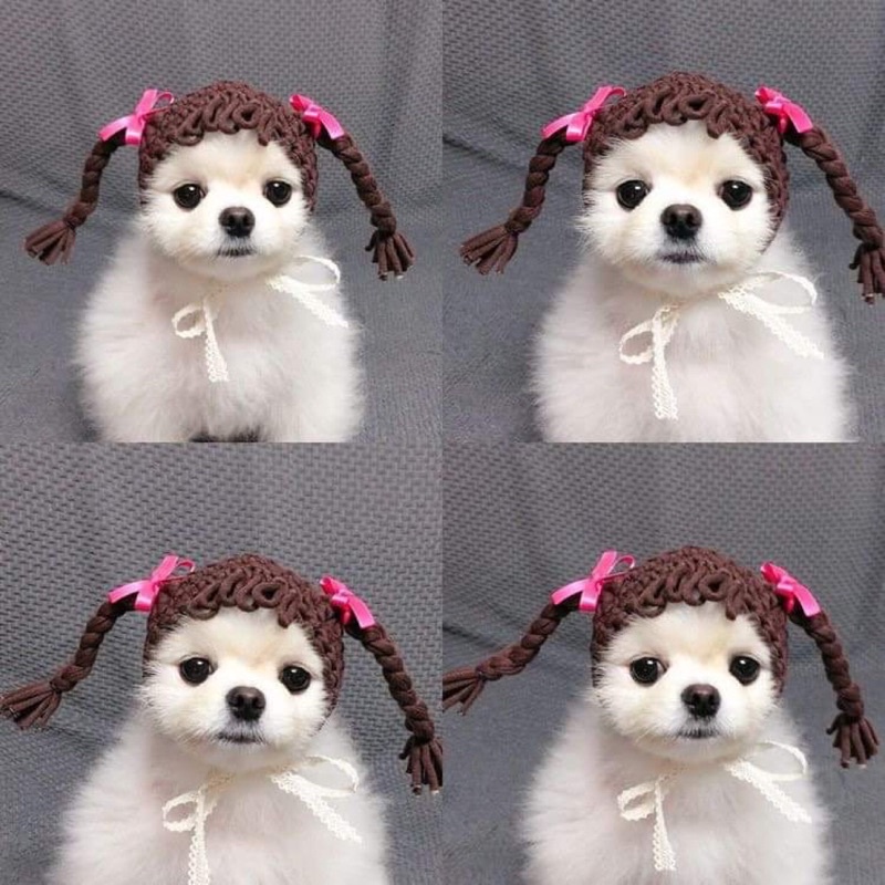 Mũ len xinh cho chó mèo