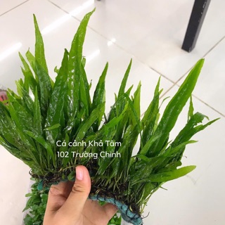 Dương xỉ lá hẹp