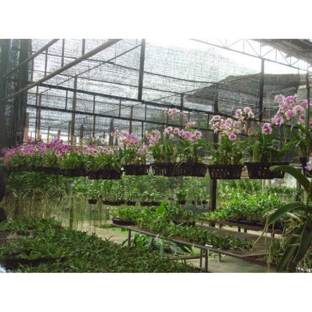 Lưới Che Nắng Che Lan, Trè, Cây Cảnh Khổ 2m, 4m Nhập Khẩu Thái Lan