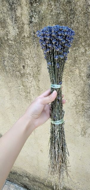 Hoa lavender khô - Oải hương 2k/1 cành