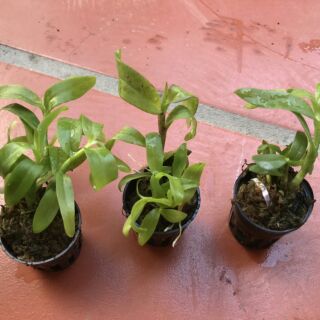 Phi điệp Hồng yên thủy