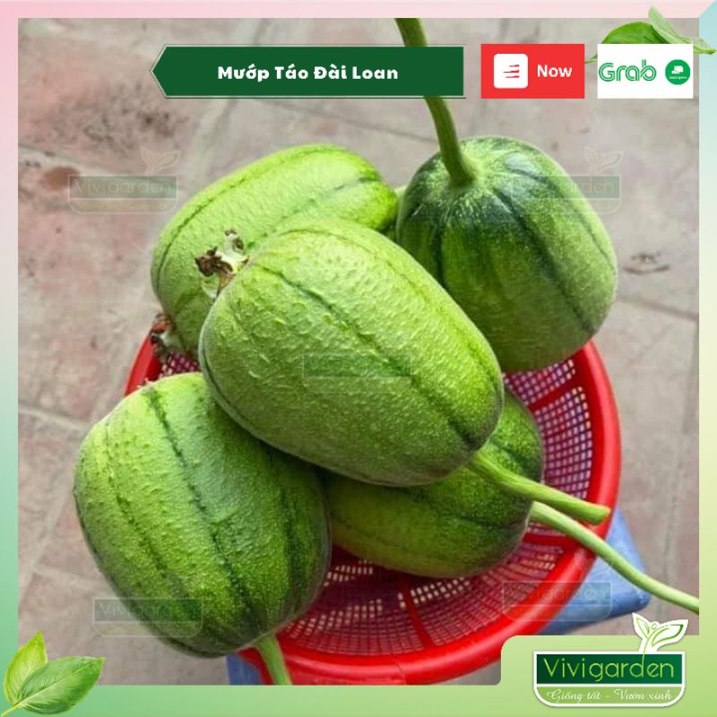 Gói lẻ 10 Hạt giống mướp táo Know you Đài Loan chịu nhiệt tốt, sai quả, dễ trồng, ăn ngọt và không bị nâu