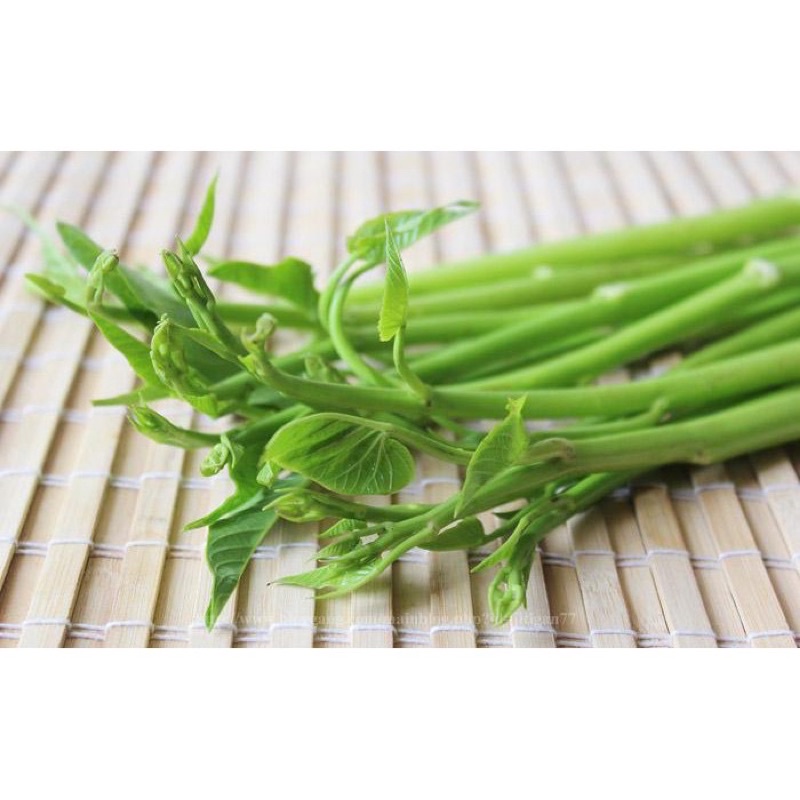 Hạt giống rau muống siêu đọt (siêu ngọn) thái lan, ngon giòn dễ trồng