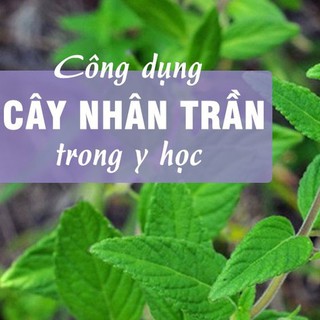 Hạt Giống Cây Nhân Trần  (cây dược liệu ) 200 hạt 1 gói