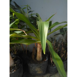 Cây Văn thù Lan- Náng hoa trắng (free ship)