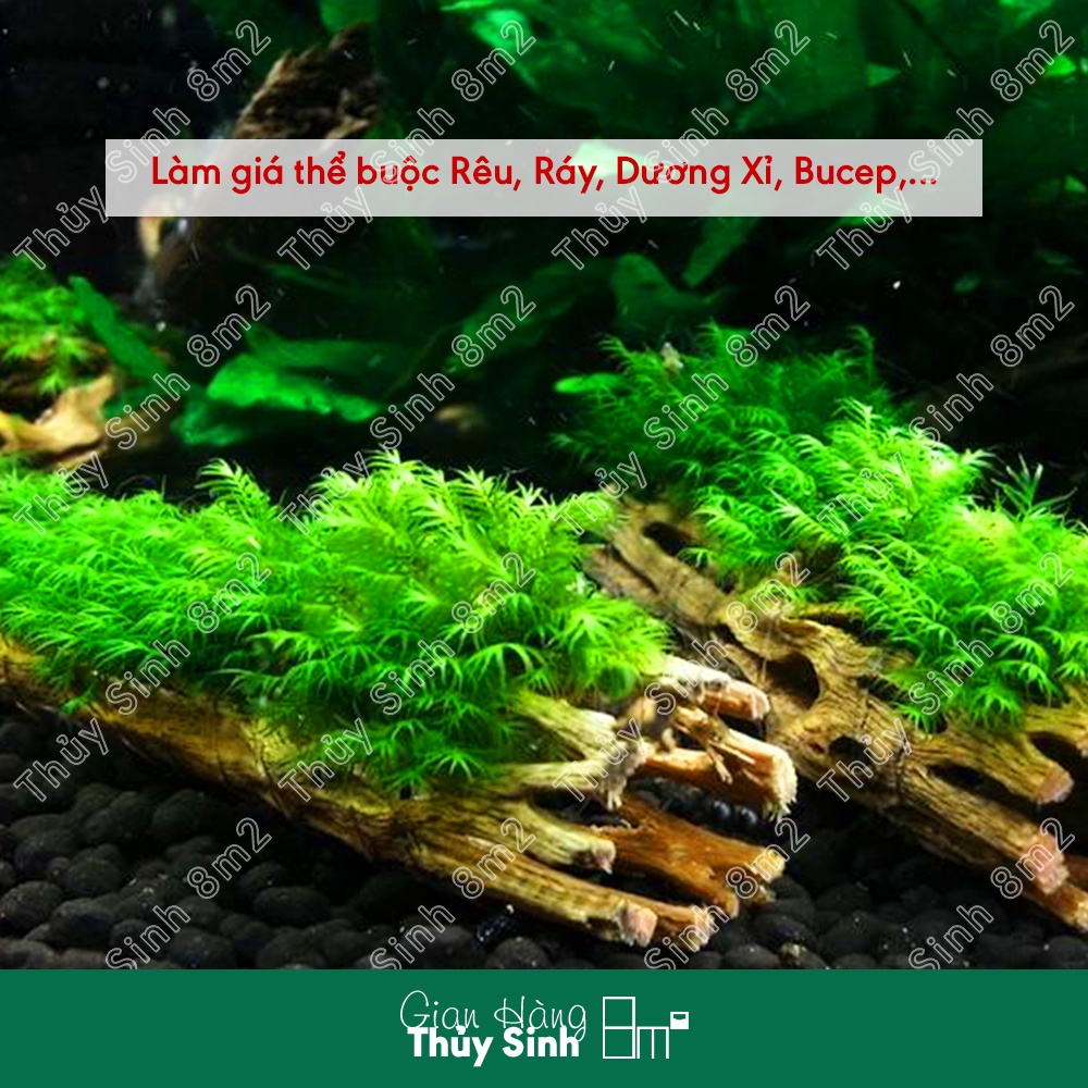 Lũa Cholla Cactus Lớn Trung Nhỏ - Đồ Chơi Cho Tép Cảnh Thủy Sinh - 8m2