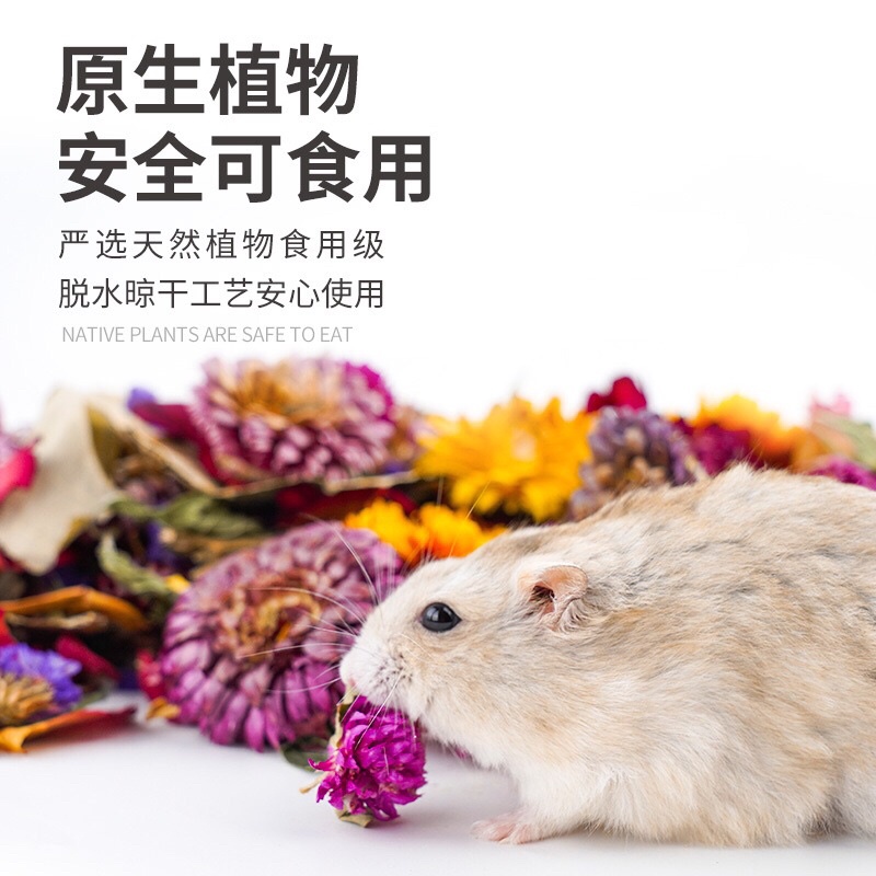 Hoa cỏ khô thảo mộc cho hamster. Thức ăn giảm tress cho hamster. Hoa cỏ khô lót chuồng jonsanty