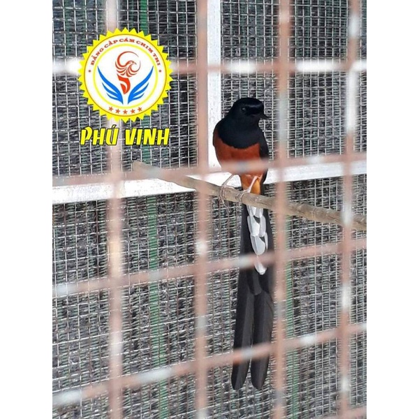 Cám Chích Chòe Dưỡng và Thay Lông Phú Vinh Cao Cấp